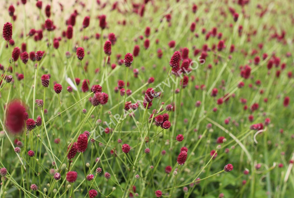 Krvavec toten 'Beetlewings' - Sanguisorba officinalis 'Beetlewings'