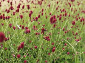 Krvavec toten 'Beetlewings' - Sanguisorba officinalis 'Beetlewings'