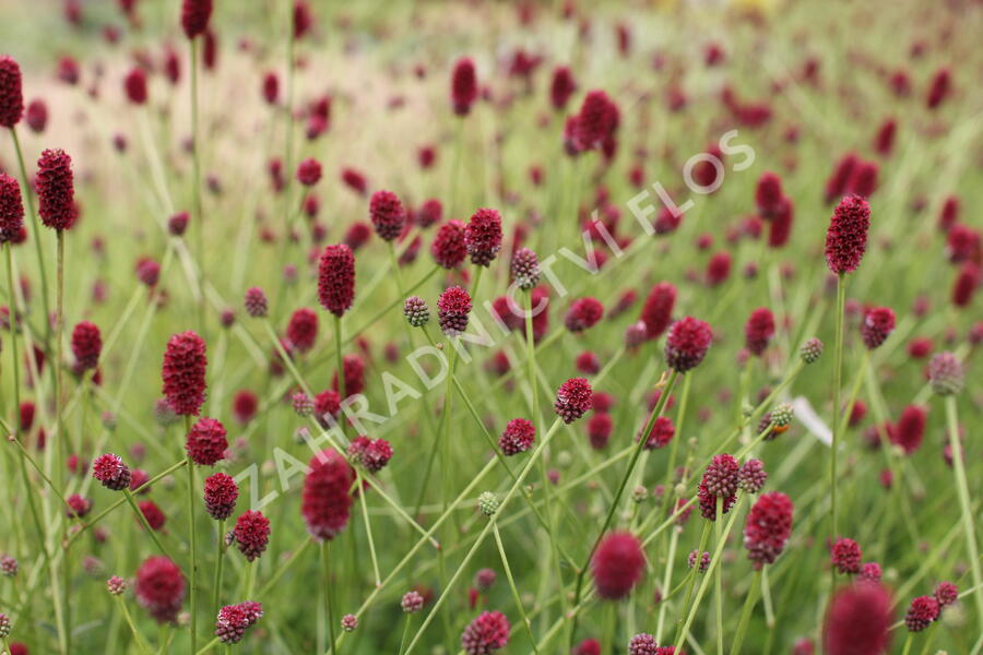 Krvavec toten 'Beetlewings' - Sanguisorba officinalis 'Beetlewings'