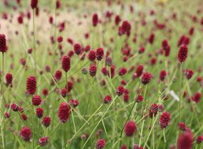 Krvavec toten 'Beetlewings' - Sanguisorba officinalis 'Beetlewings'
