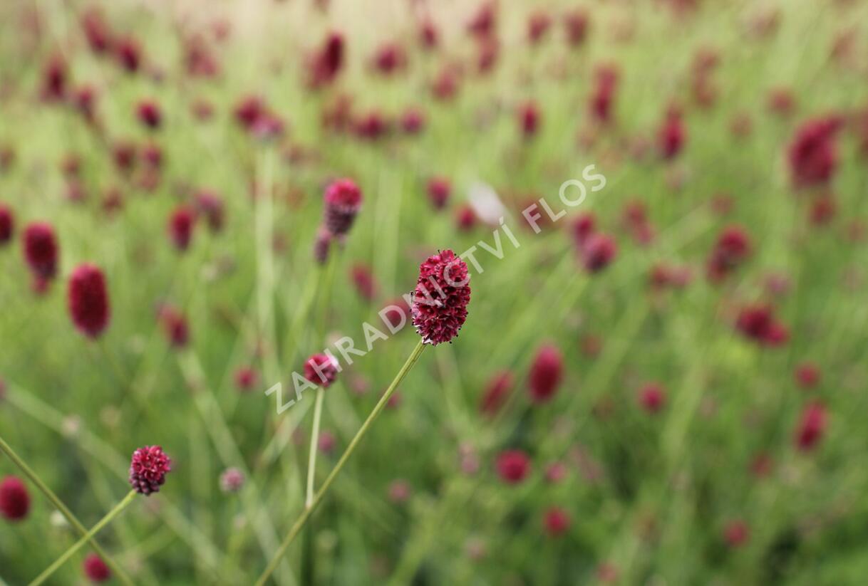 Krvavec toten 'Beetlewings' - Sanguisorba officinalis 'Beetlewings'
