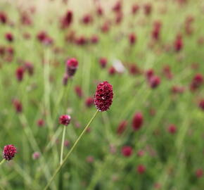 Krvavec toten 'Beetlewings' - Sanguisorba officinalis 'Beetlewings'