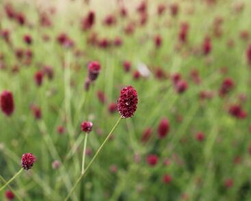 Krvavec toten 'Beetlewings'