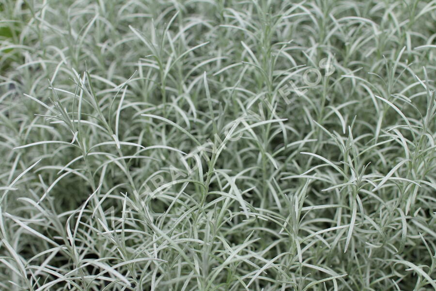 Smil italský 'Kari' - Helichrysum italicum 'Kari'