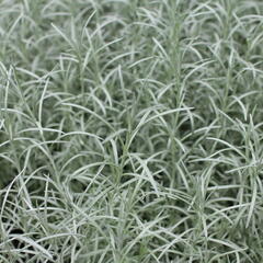 Smil italský 'Kari' - Helichrysum italicum 'Kari'