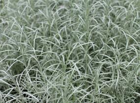 Smil italský 'Kari' - Helichrysum italicum 'Kari'