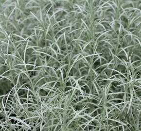 Smil italský 'Kari' - Helichrysum italicum 'Kari'