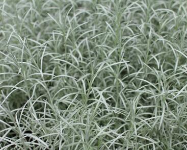 Smil italský 'Kari'