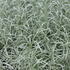Helichrysum italicum 'Kari'.JPG