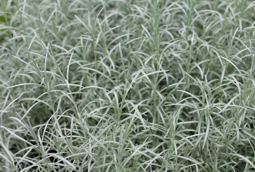 Smil italský 'Kari' - Helichrysum italicum 'Kari'