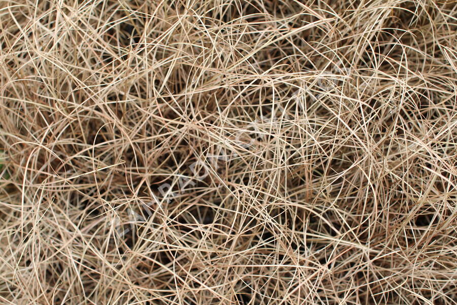 Ostřice chocholatá 'Bronco' - Carex comans 'Bronco'