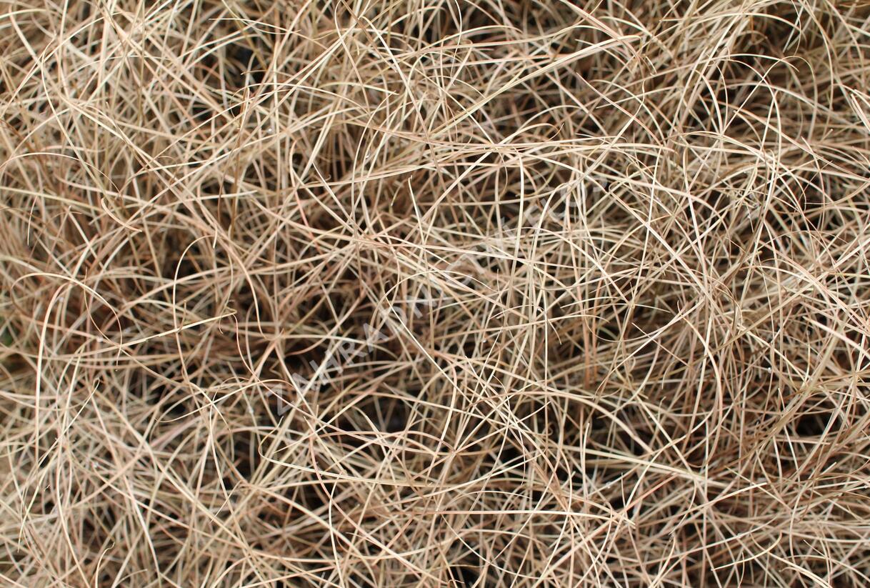 Ostřice chocholatá 'Bronco' - Carex comans 'Bronco'