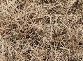Ostřice chocholatá 'Bronco' - Carex comans 'Bronco'