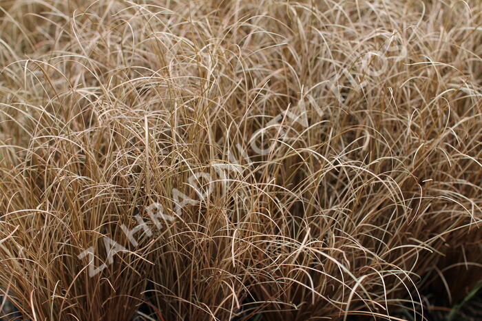 Ostřice chocholatá 'Bronco' - Carex comans 'Bronco'