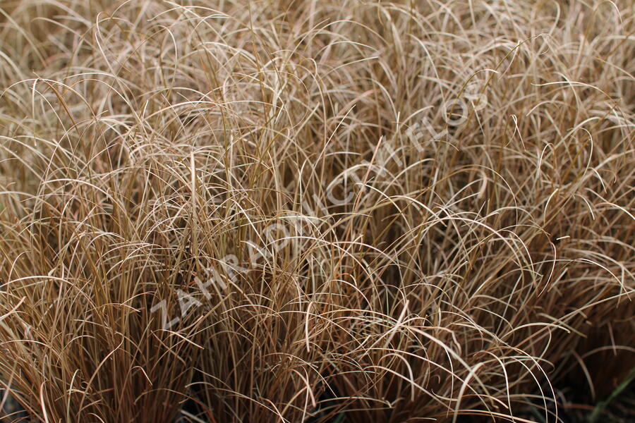 Ostřice chocholatá 'Bronco' - Carex comans 'Bronco'