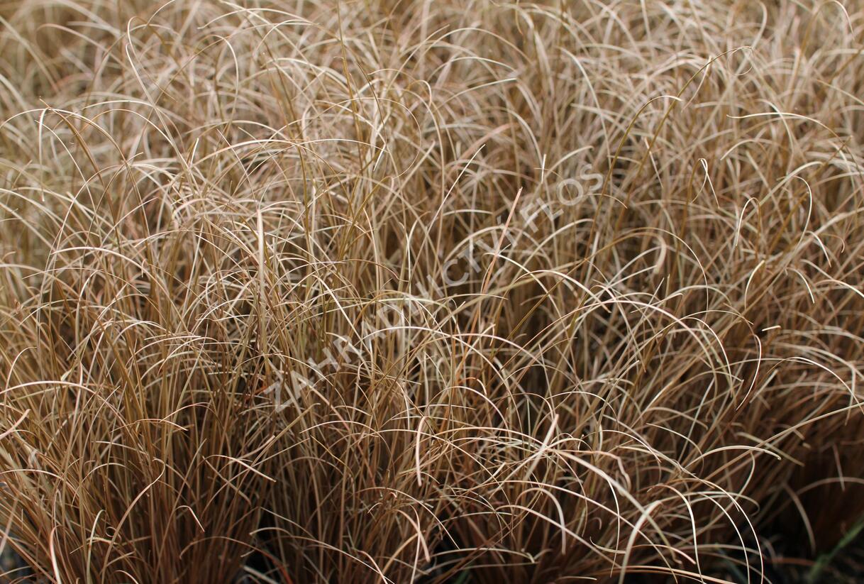 Ostřice chocholatá 'Bronco' - Carex comans 'Bronco'