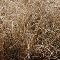 Ostřice chocholatá 'Bronco' - Carex comans 'Bronco'