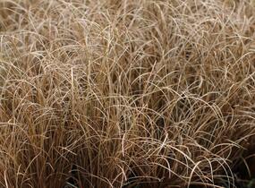 Ostřice chocholatá 'Bronco' - Carex comans 'Bronco'