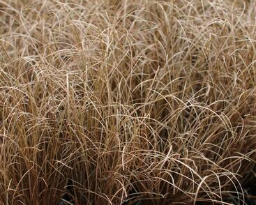 Ostřice chocholatá 'Bronco'