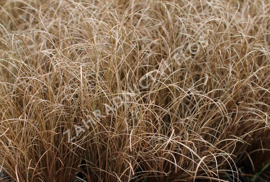Ostřice chocholatá 'Bronco' - Carex comans 'Bronco'