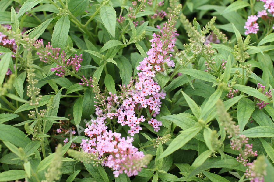 Motýlí keř, Komule Davidova 'Summer Bird Pink' - Buddleja davidii 'Summer Bird Pink'