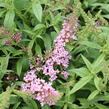 Motýlí keř, Komule Davidova 'Summer Bird Pink' - Buddleja davidii 'Summer Bird Pink'