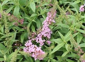 Motýlí keř, Komule Davidova 'Summer Bird Pink' - Buddleja davidii 'Summer Bird Pink'