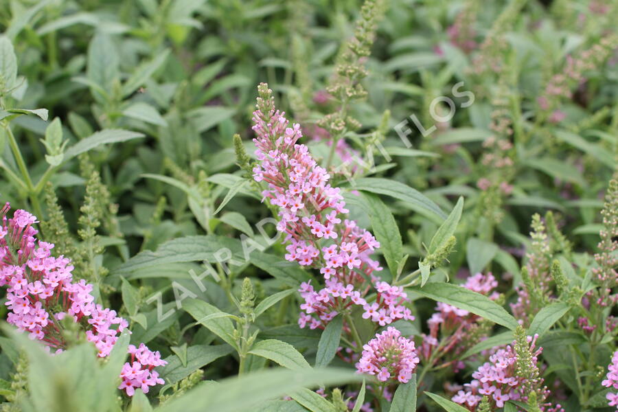 Motýlí keř, Komule Davidova 'Summer Bird Pink' - Buddleja davidii 'Summer Bird Pink'