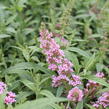 Motýlí keř, Komule Davidova 'Summer Bird Pink' - Buddleja davidii 'Summer Bird Pink'