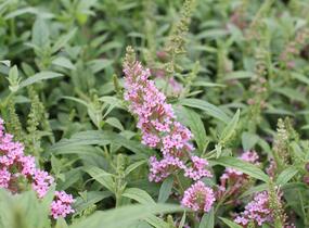Motýlí keř, Komule Davidova 'Summer Bird Pink' - Buddleja davidii 'Summer Bird Pink'