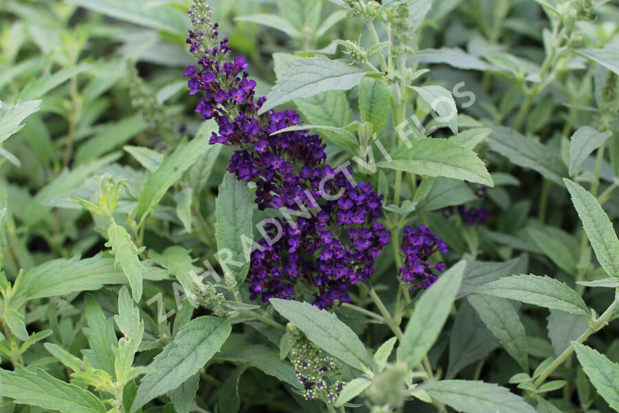 Motýlí keř, Komule Davidova 'Summer Bird Midnight Blue' - Buddleja davidii 'Summer Bird Midnight Blue'