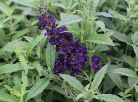 Motýlí keř, Komule Davidova 'Summer Bird Midnight Blue' - Buddleja davidii 'Summer Bird Midnight Blue'