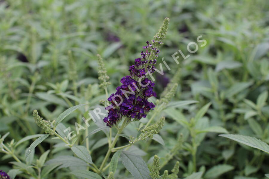 Motýlí keř, Komule Davidova 'Summer Bird Midnight Blue' - Buddleja davidii 'Summer Bird Midnight Blue'