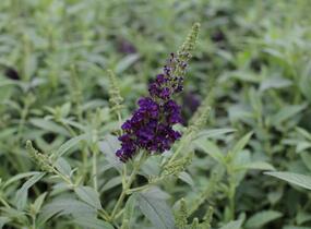 Motýlí keř, Komule Davidova 'Summer Bird Midnight Blue' - Buddleja davidii 'Summer Bird Midnight Blue'