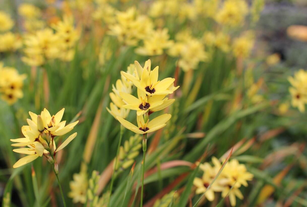 Ixia 'Yellow Emperor' - Ixia 'Yellow Emperor'