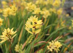 Ixia 'Yellow Emperor' - Ixia 'Yellow Emperor'