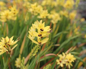 Ixia 'Yellow Emperor'