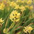 Ixia 'Yellow Emperor'_01.JPG