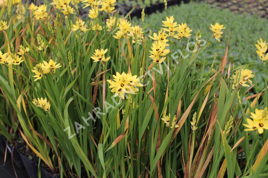 Ixia 'Yellow Emperor' - Ixia 'Yellow Emperor'
