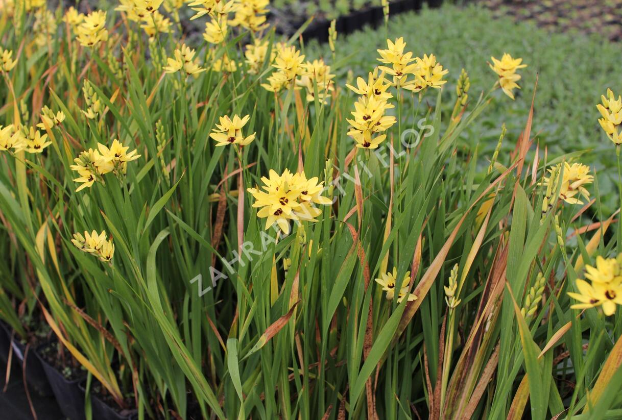 Ixia 'Yellow Emperor' - Ixia 'Yellow Emperor'