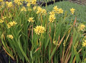Ixia 'Yellow Emperor' - Ixia 'Yellow Emperor'