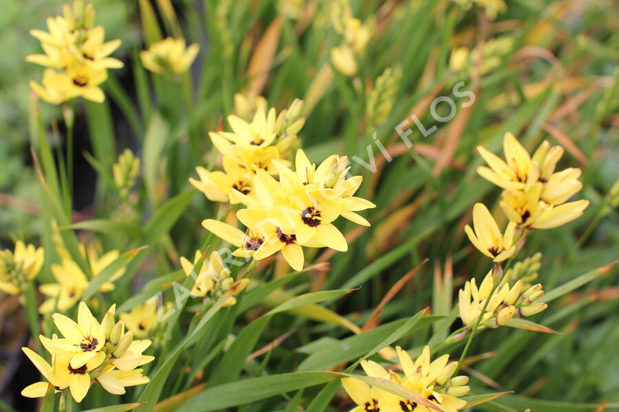 Ixia 'Yellow Emperor' - Ixia 'Yellow Emperor'