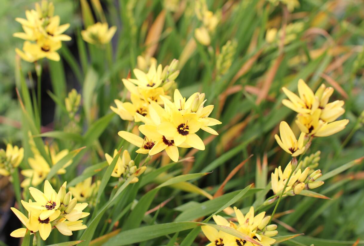 Ixia 'Yellow Emperor' - Ixia 'Yellow Emperor'