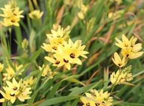 Ixia 'Yellow Emperor' - Ixia 'Yellow Emperor'