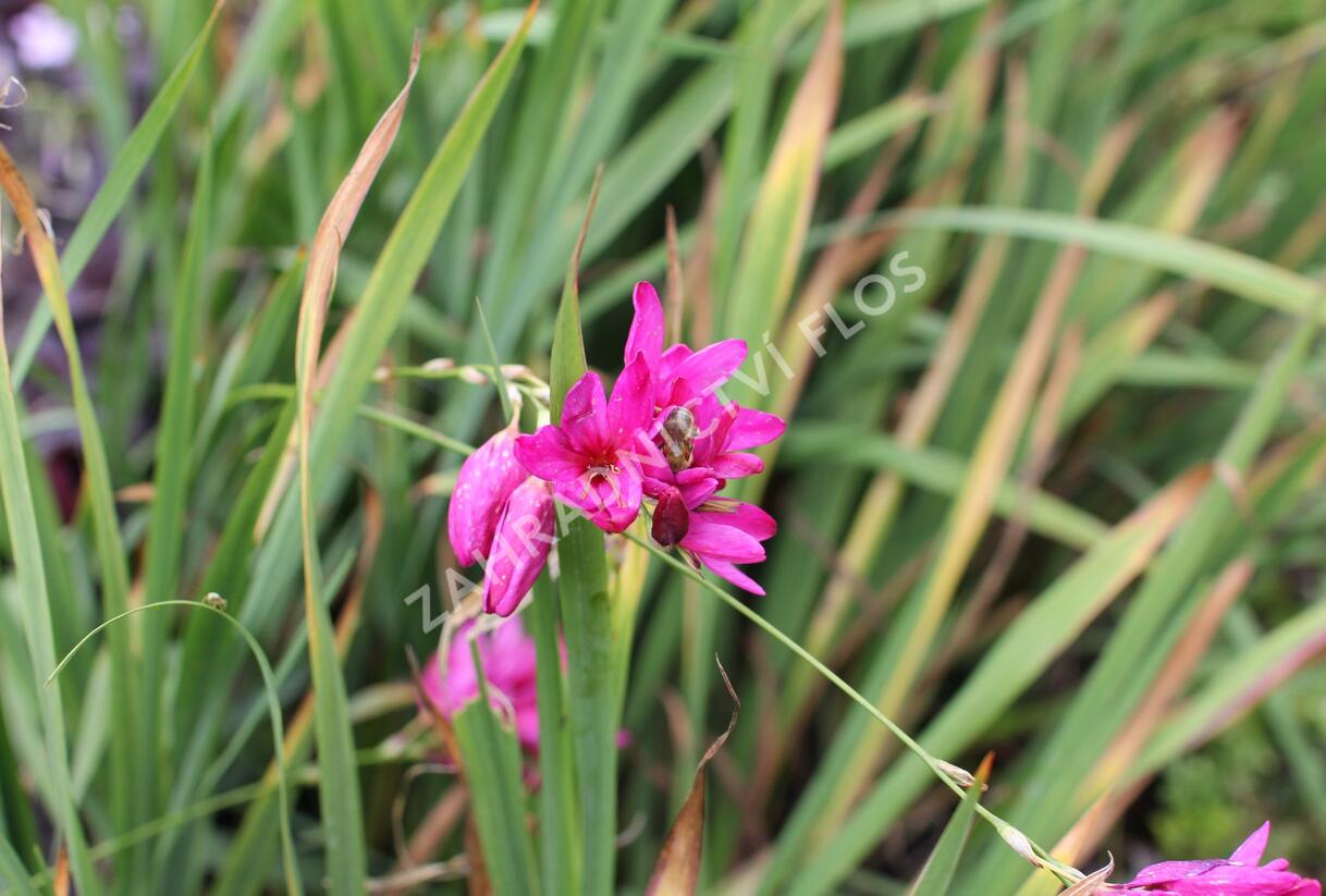 Ixia 'Mabel' - Ixia 'Mabel'