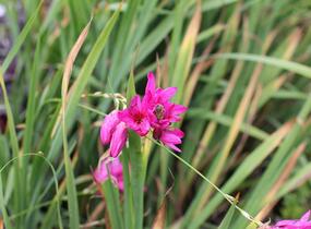Ixia 'Mabel' - Ixia 'Mabel'