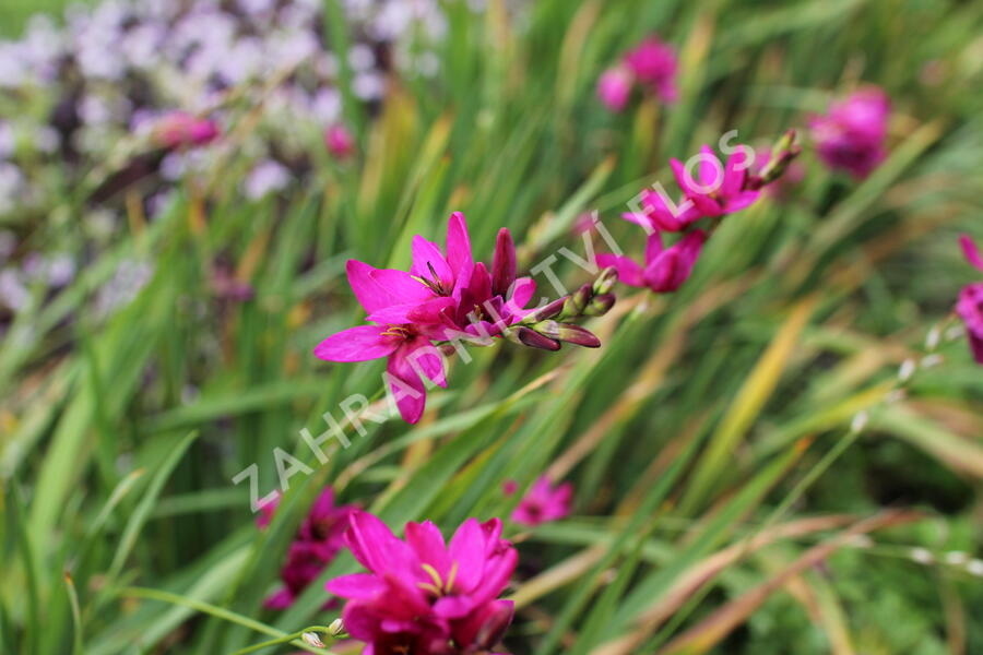 Ixia 'Mabel' - Ixia 'Mabel'