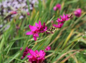 Ixia 'Mabel' - Ixia 'Mabel'