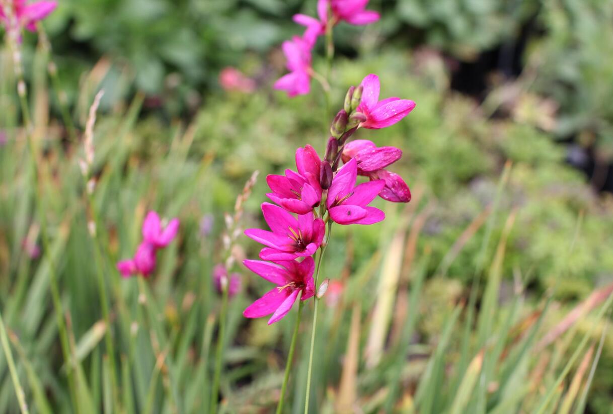 Ixia 'Mabel' - Ixia 'Mabel'