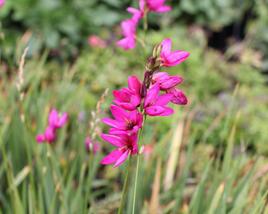 Ixia 'Mabel'